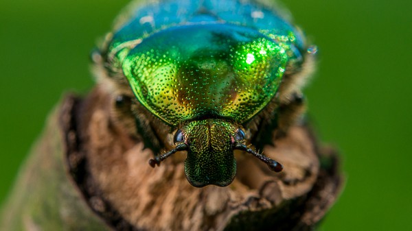 June Beetle