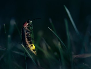 Fireflies of Lake&nbsp;Michigan