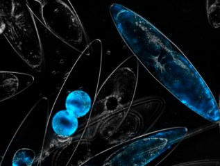 Glowing Waters: A Microscopic Light&nbsp;Show