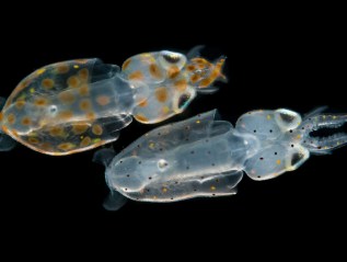 Chromatophores: The mercurial colors of&nbsp;squid