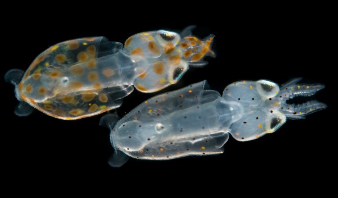 Chromatophores: The mercurial colors of&nbsp;squid