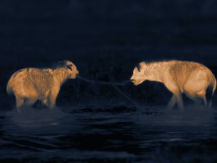 National Geographic WILD: Night&nbsp;Stalkers