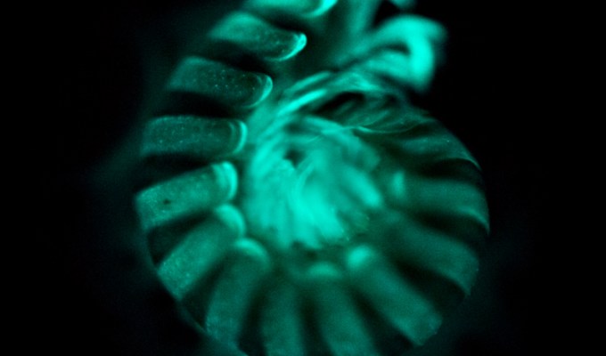 Marzipan and Iodine: Sniffing out&nbsp;bioluminescence