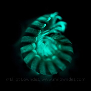 Motyxia sp. curled up after being picked up